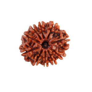 10 Mukhi Rudraksha
