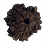 3 Mukhi Rudraksha-Nepal