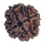 4 Mukhi Rudraksha-Nepal