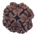 4 Mukhi Rudraksha-Nepal
