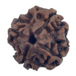 4 Mukhi Rudraksha-Nepal