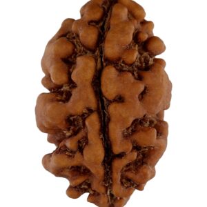 1 Mukhi Rudraksha