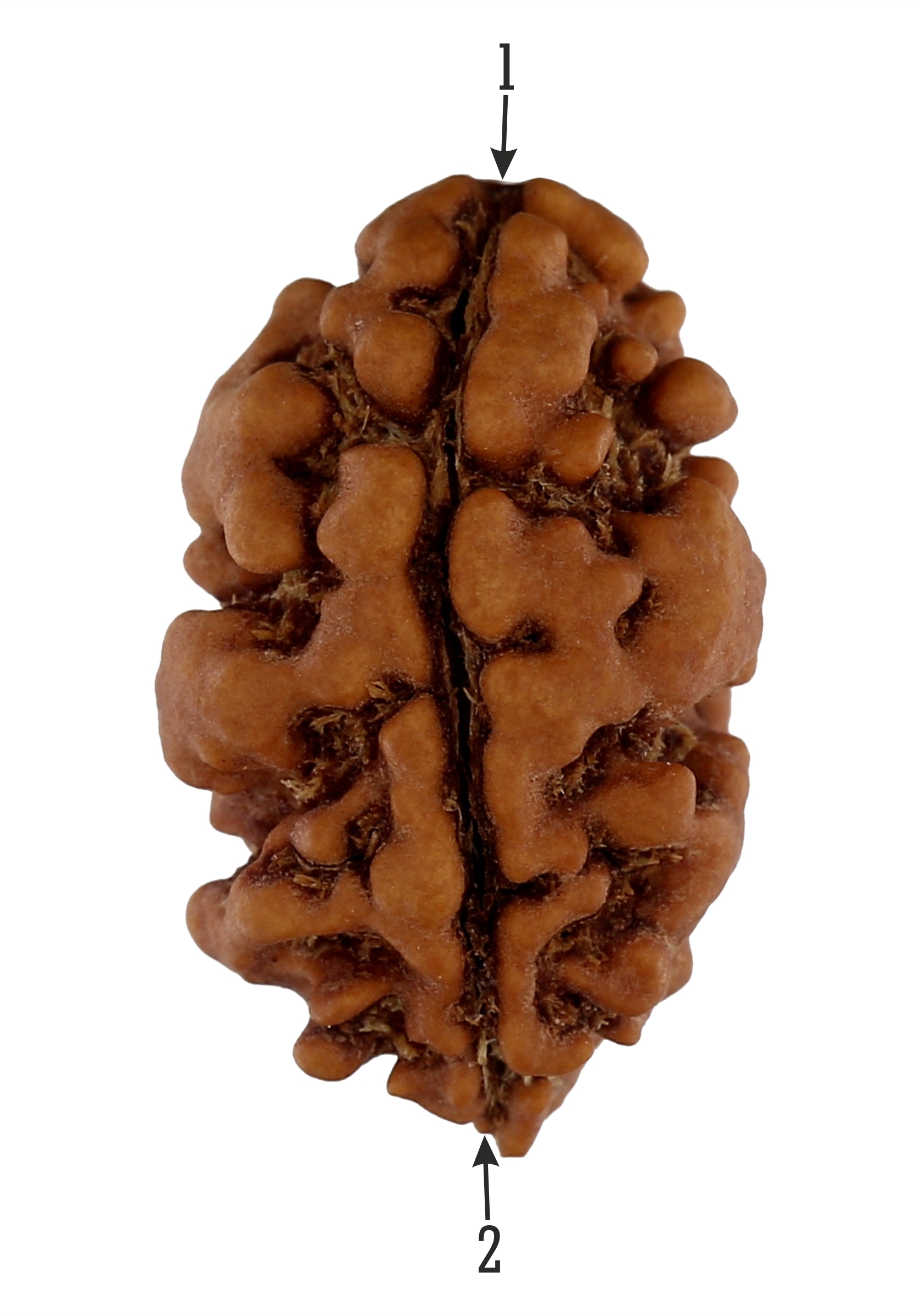 2 Mukhi