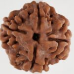 4 Mukhi Rudraksha-Nepal
