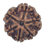 6 Mukhi Rudraksha-Nepal