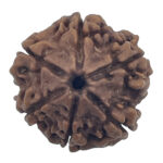 6 Mukhi Rudraksha-Nepal
