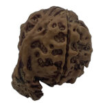 Ganesha Rudraksha-Nepal