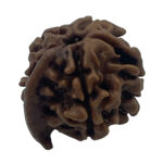 Ganesha Rudraksha-Nepal
