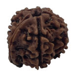 Ganesha Rudraksha-Nepal