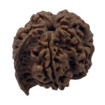 Ganesha Rudraksha-Nepal