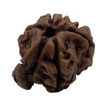 Ganesha Rudraksha-Nepal