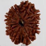 12 Mukhi Rudraksha-Nepal