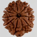 9 Mukhi Rudraksha-Nepal