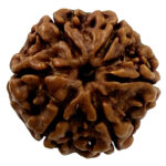 6 Mukhi Rudraksha-Nepal