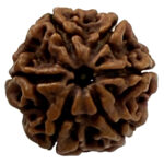 6 Mukhi Rudraksha-Nepal