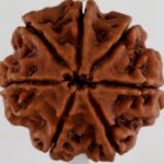 7 Mukhi Rudraksha-Nepal