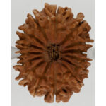 15 Mukhi Rudraksha-Nepal