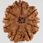 9 Mukhi Rudraksha-Nepal