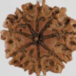 9 Mukhi Rudraksha-Nepal