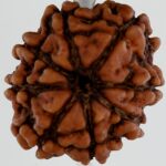 8 Mukhi Rudraksha-Nepal