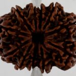 11 Mukhi Rudraksha-Nepal