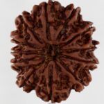 12 Mukhi Rudraksha-Nepal