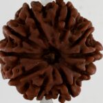 10 Mukhi Rudraksha-Nepal