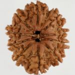 10 Mukhi Rudraksha-Nepal