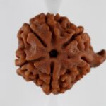 Ganesha Rudraksha-Nepal