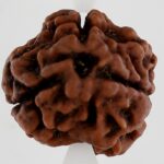 3 Mukhi Rudraksha-Nepal