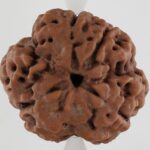 3 Mukhi Rudraksha-Nepal