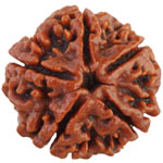 5 Mukhi Rudraksha Collector
