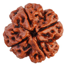 4 Mukhi Rudraksha Collector