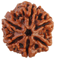6 Mukhi Rudraksha Collector