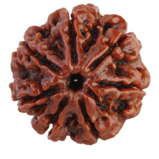 7 Mukhi Rudraksha Collector