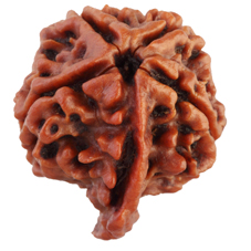 Ganesha Rudraksha Collector