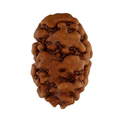 2 Mukhi Rudraksha Collector