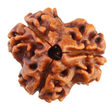 3 Mukhi Rudraksha Collector