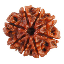 8 Mukhi Rudraksha Collector