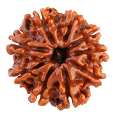 9 Mukhi Rudraksha Collector