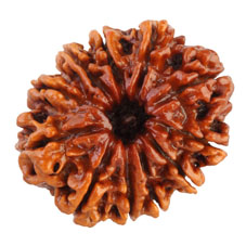 11 Mukhi Rudraksha Collector