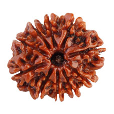 10 Mukhi Rudraksha Collector