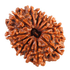 13 Mukhi Rudraksha Collector