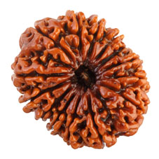14 Mukhi Rudraksha Collector