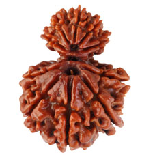 Garbh Gauri Rudraksha Collector