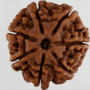 7 Mukhi Rudraksha-Nepal