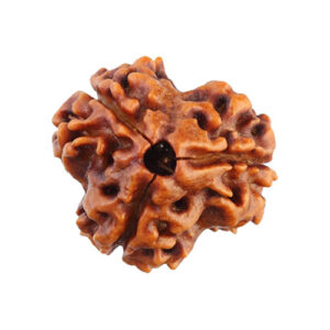 3 Mukhi Rudraksha