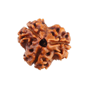 3 Mukhi Rudraksha