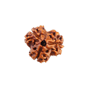 3 Mukhi Rudraksha