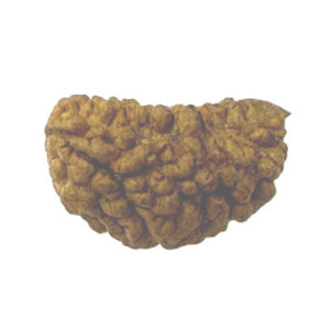 1 Mukhi Rudraksha